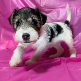 First-Born Girl - White black and tan female Wire Fox Terrier puppy in Ennis, Texas from Syrayed Farm