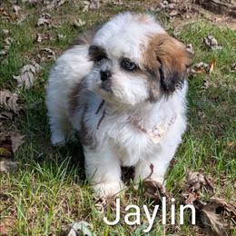 Jaylin - Black gold and white female Shih Tzu puppy in Clyde, North Carolina from Shawgo Pups