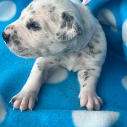 Milky Way - White and black female Dalmatian puppy in Austin, Texas from Dazzling Dalz
