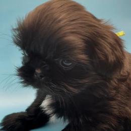 Emerald- green collar - Black and white female Shih Tzu puppy in Clarksburg, West Virginia from Pilgrim Shih tzu