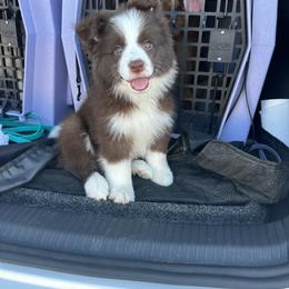 Border Collie Puppies from Astoria Border Collies