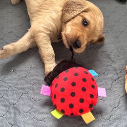 Goldendoodle Puppies from Muddy Acre Pups