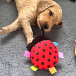 Goldendoodle Puppies from Muddy Acre Pups