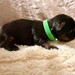 Green collar - Black and tan male Yorkshire Terrier puppy in Dallas, North Carolina from Yorkie Fever