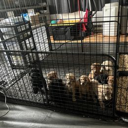Poodle Puppies from Pawsable Prospects