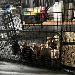 Poodle Puppies from Pawsable Prospects