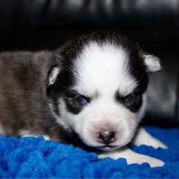 Sandy Claws - Black and white male Pomsky puppy in Centerville, Iowa from LJ Kennels Pomskies, LLC