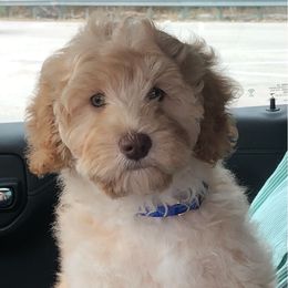 Australian Labradoodle Puppies from Strawberry Fields Labradoodles