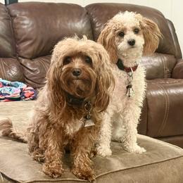 Cavapoo puppies from Clark County Cavapoos