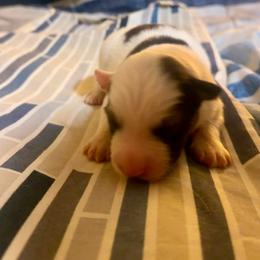 Sable tri piebald - Sable male Border Collie puppy in Lebanon, Oregon from Cahill’s Canines