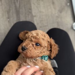 Poodle Puppies from Bruno & Co. Puppies