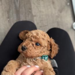 Poodle Puppies from Bruno & Co. Puppies