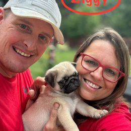 Pug Puppies from Cameo's Pugs