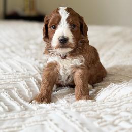 Cooper - Red  male Goldendoodle puppy in Sallisaw, Oklahoma from Huddle Puppies