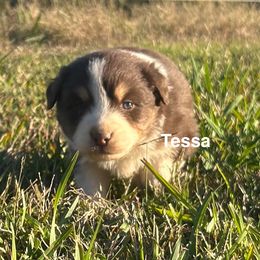 Tessa - Red tri-color female Australian Shepherd puppy in Sheridan, Arkansas from Runnin’ Wild Ranch Aussies