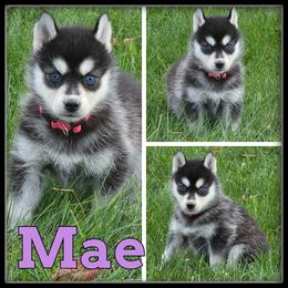 Mae - Black and white female Siberian Husky puppy in Merrill, Michigan from Haase Family Kennels