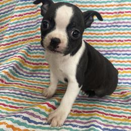 Devi - Brindle and white female Boston Terrier puppy in Fillmore, Illinois from Wind Hill Puppies