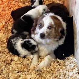 Luna - Miniature Australian Shepherd