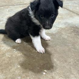 Blue - Black and white male Shetland Sheepdog puppy in Fontanelle, Iowa from Jensen Farms Shelties