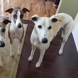 Whippet All Grown Up from Skyline Whippets