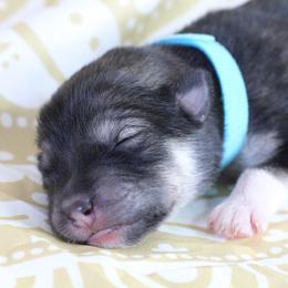 Vitta - Baby Blue - Agouti and white female Alaskan Malamute puppy in Independence, Virginia from New River Valley Malamutes