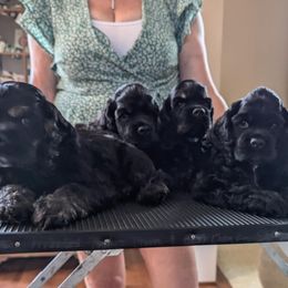 Cocker Spaniels from DreamShadow Cockers