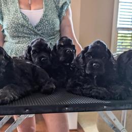 Cocker Spaniels from DreamShadow Cockers