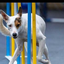 Australian Cattle Dogs and Border Collies from 3R Ranch / Australian cattle dogs