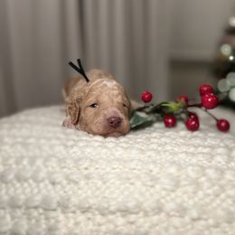 Goldendoodle Puppies from S_and_b_doodles