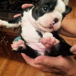 Boston Terrier Puppies from Our Gang Bostons