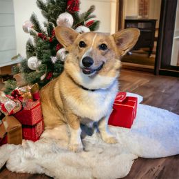 American Corgi and Pembroke Welsh Corgi Puppies from Beebe’s Corgis