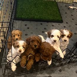 Poodle puppies from Ella’s Cottage Poodles
