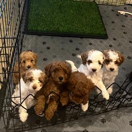 Poodle puppies from Ella’s Cottage Poodles