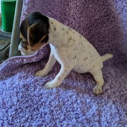 Spot girl - White and tan female Parson Russell Terrier puppy in Phelan, California from Heather's Puppies