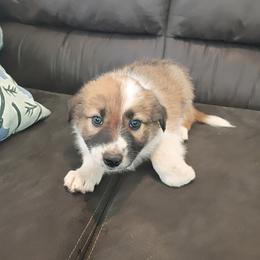 Boy 1 - Sable male Border Collie puppy in Oroville, California from Coalcyn Kennels