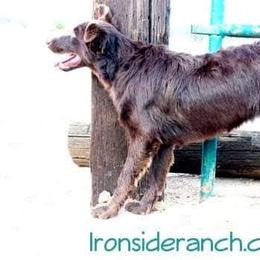 Delta - Australian Shepherd