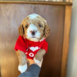 Teddy - Red  male Goldendoodle puppy in New Harmony, Indiana from Cottonwood Farms