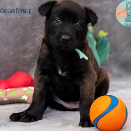 Green collar - Fawn female Belgian Malinois puppy in Fredonia, Arizona from Zion Malinois