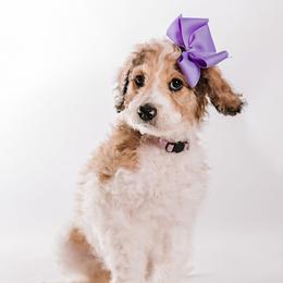 Lilac - "Ashe" - Bernedoodle puppy from Shabbey Sheek Bernedoodles