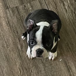 Boston Terrier Puppies from Bonze Boston Terriers