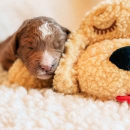Goldendoodle Puppies from Table Rock Legacy Doodles