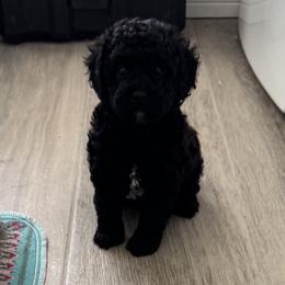 Tuck (tuxedo) - Black male Maltipoo puppy in Tomball, Texas from Angela Hurd's Maltipoos