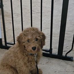 Goldendoodle Puppies from Ironstone Goldendoodles