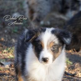 Hash - Blue merle male Australian Shepherd puppy in Burbank, South Dakota from Dakota Rose Aussies