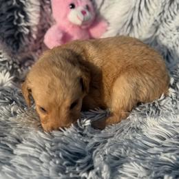 Nala - Apricot female Goldendoodle puppy in Ambrose, Georgia from Brandilyn's Aussies