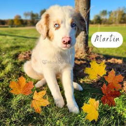 Martin - Red merle male Australian Shepherd puppy in Pittsville, Wisconsin from Match Dot Pup