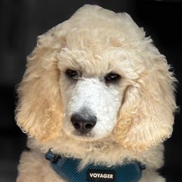 Eris is NOW TEDDY - White male Poodle puppy in Ainsworth, Nebraska from Cedar Grove Standard Poodles
