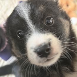 Daisy - Black tri-color female Australian Shepherd puppy in Flemington, New Jersey from Aislin Fields