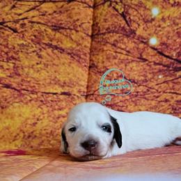 Evangeline chocolate long haired pie (3300) - Piebald female Dachshund puppy in Herald, California from Bluegum Dachshunds