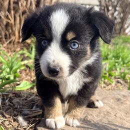 Toby (AKC and ASDR) - Black tri male Miniature American Shepherd puppy in Stockton, Missouri from Kizmit Farmz